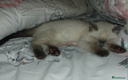 Ragdoll cats for sale: Blue seal point Ragdoll kittens  - Advert 12