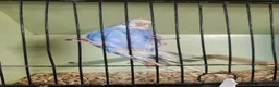 Budgerigars birds for sale: Budgies available now 🐦🐦‍⬛🦜🦚 - Advert 14