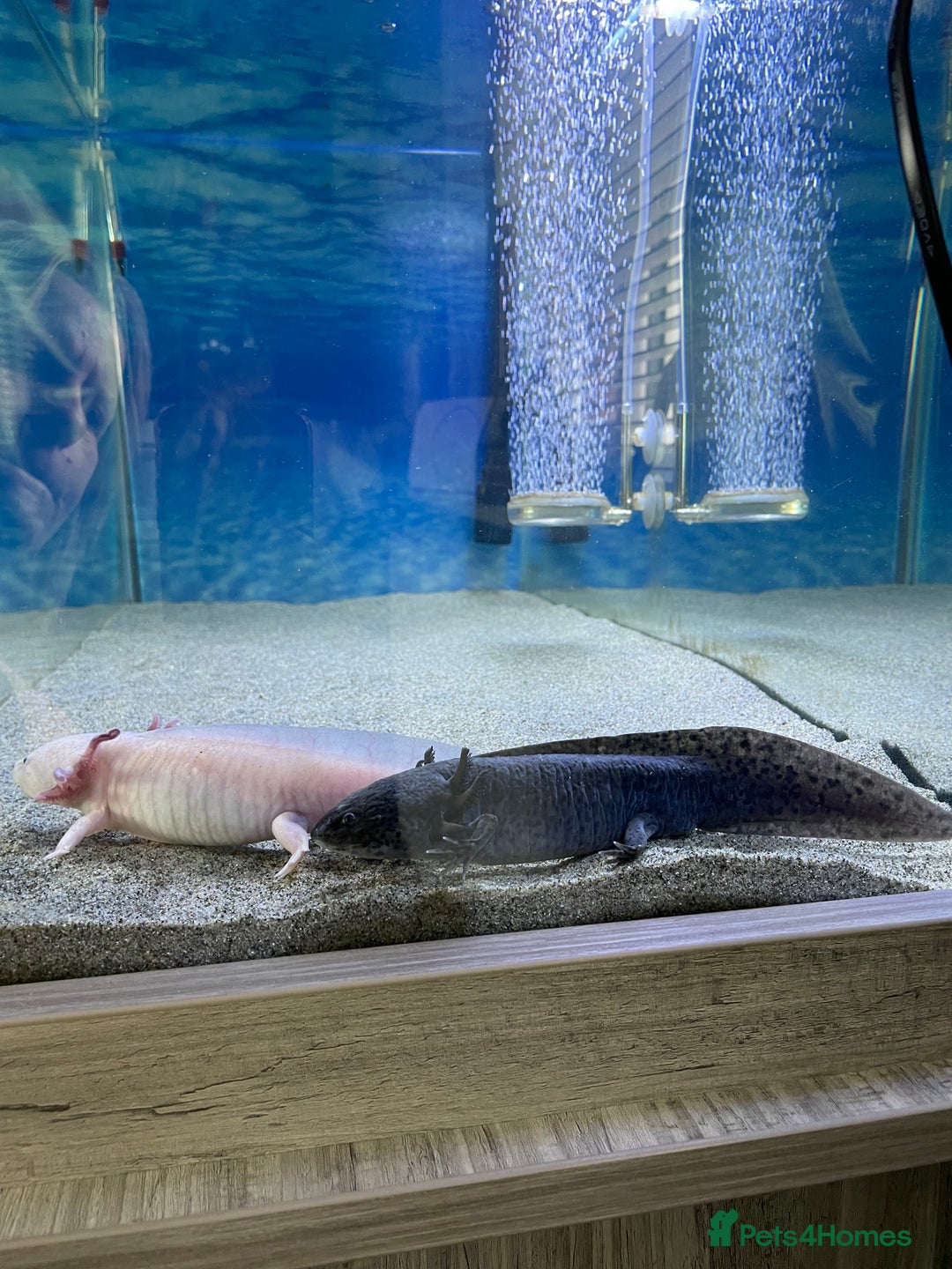 Other/Mixed Breed fish for sale: X2 Axolotls  - Image 2