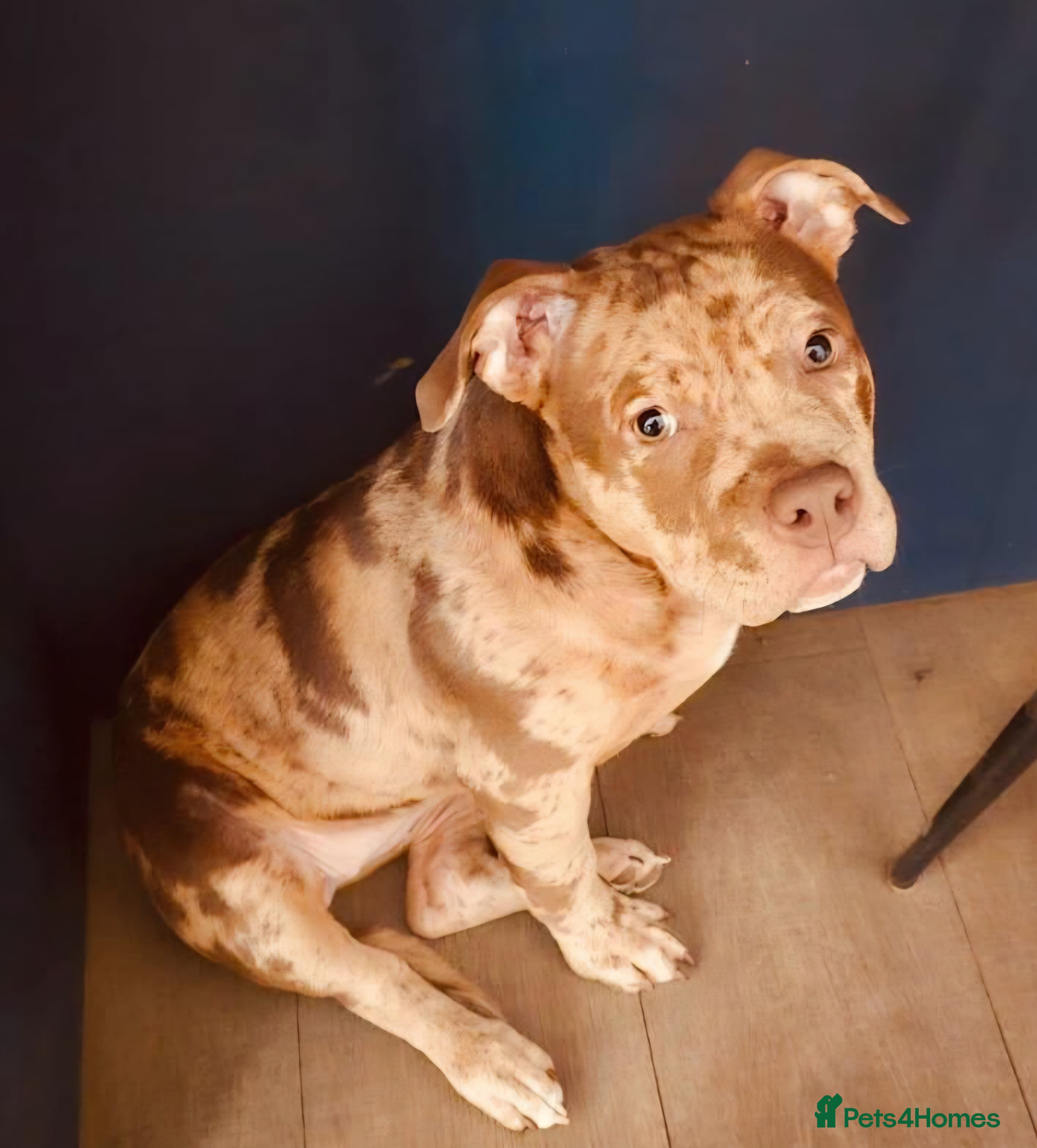 American Bully dogs Pocket Blully - Advert 3