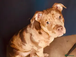 American Bully dogs Pocket Blully - Advert 3