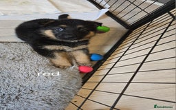 German Shepherd dogs for sale: German shepard pups - Image 26