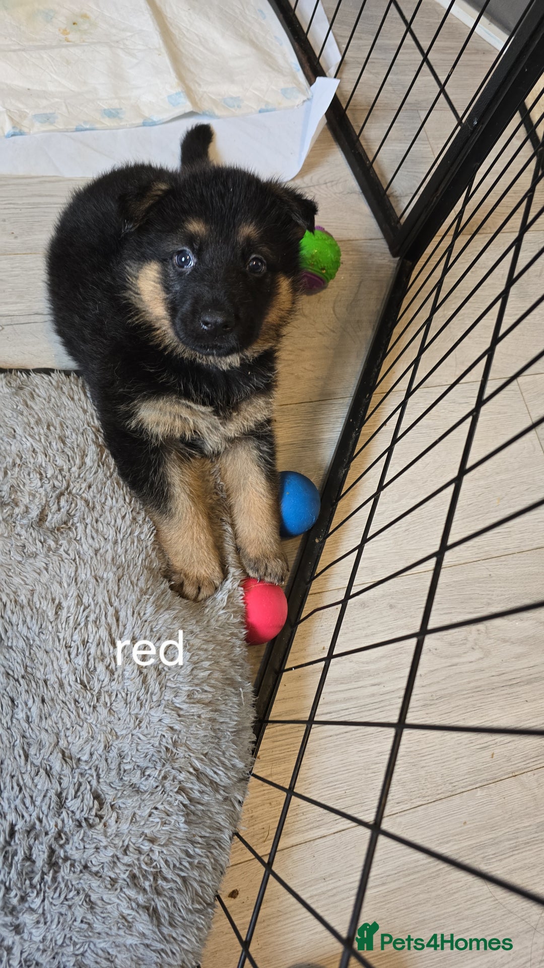 German Shepherd dogs for sale: German shepard pups - Image 26
