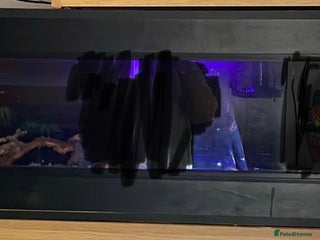 Corn Snake reptiles Corn Snake - Advert 1