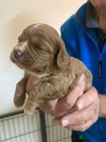 Cavapoo dogs - Advert 3