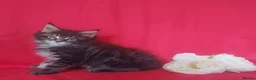Maine Coon cats for sale: GCCF REGISTERED MAINE COON KITTENS FOR SALE  - Advert 26
