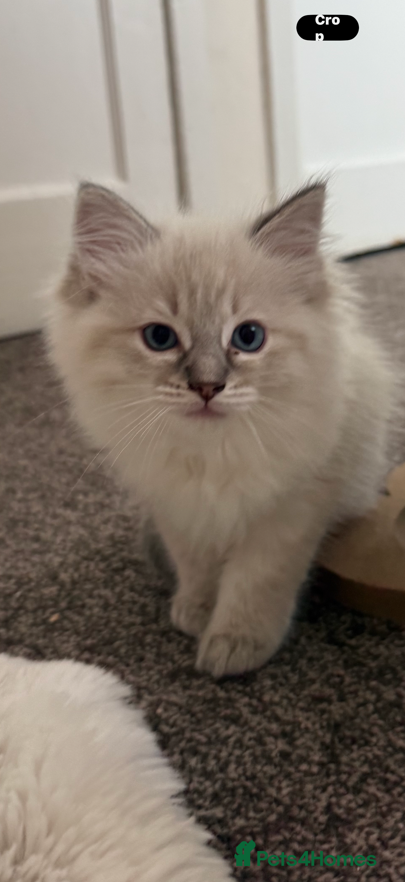 Ragdoll cats READY FOR NEW HOME NOW Chunky Ragdoll  Kittens   - Advert 2