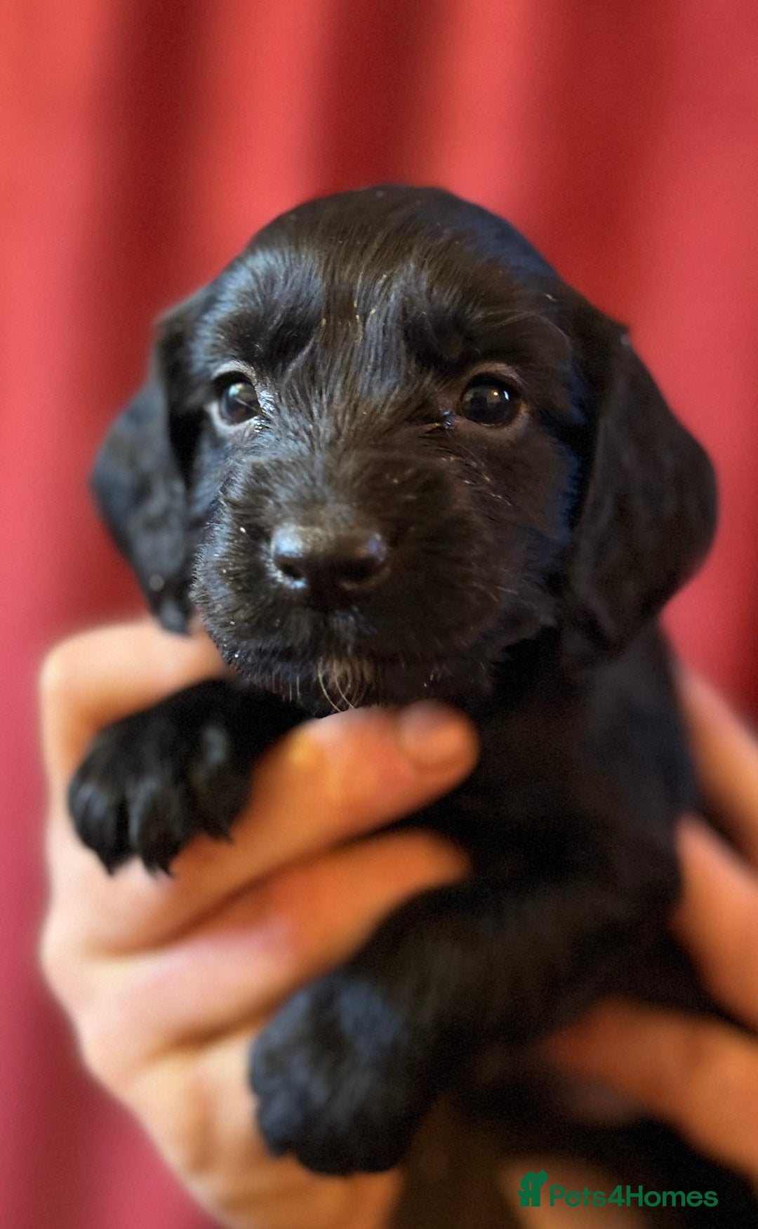 Cocker Spaniel dogs for sale: Pedigree Working Cocker Spaniel pups for sale  - Advert 2