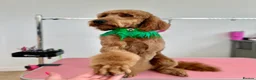 Irish Doodle dogs for stud: BARRY in Chesterfield - Advert 5