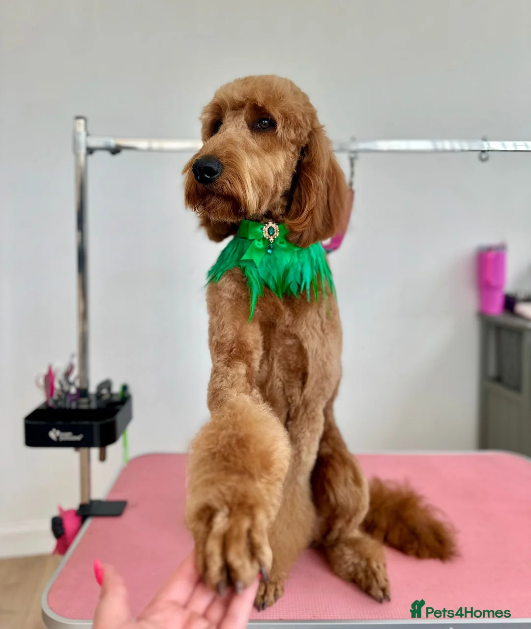 Irish Doodle dogs for stud: BARRY in Chesterfield - Advert 5