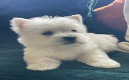 West Highland Terrier dogs for sale: KC registered west highland white puppues - Image 14