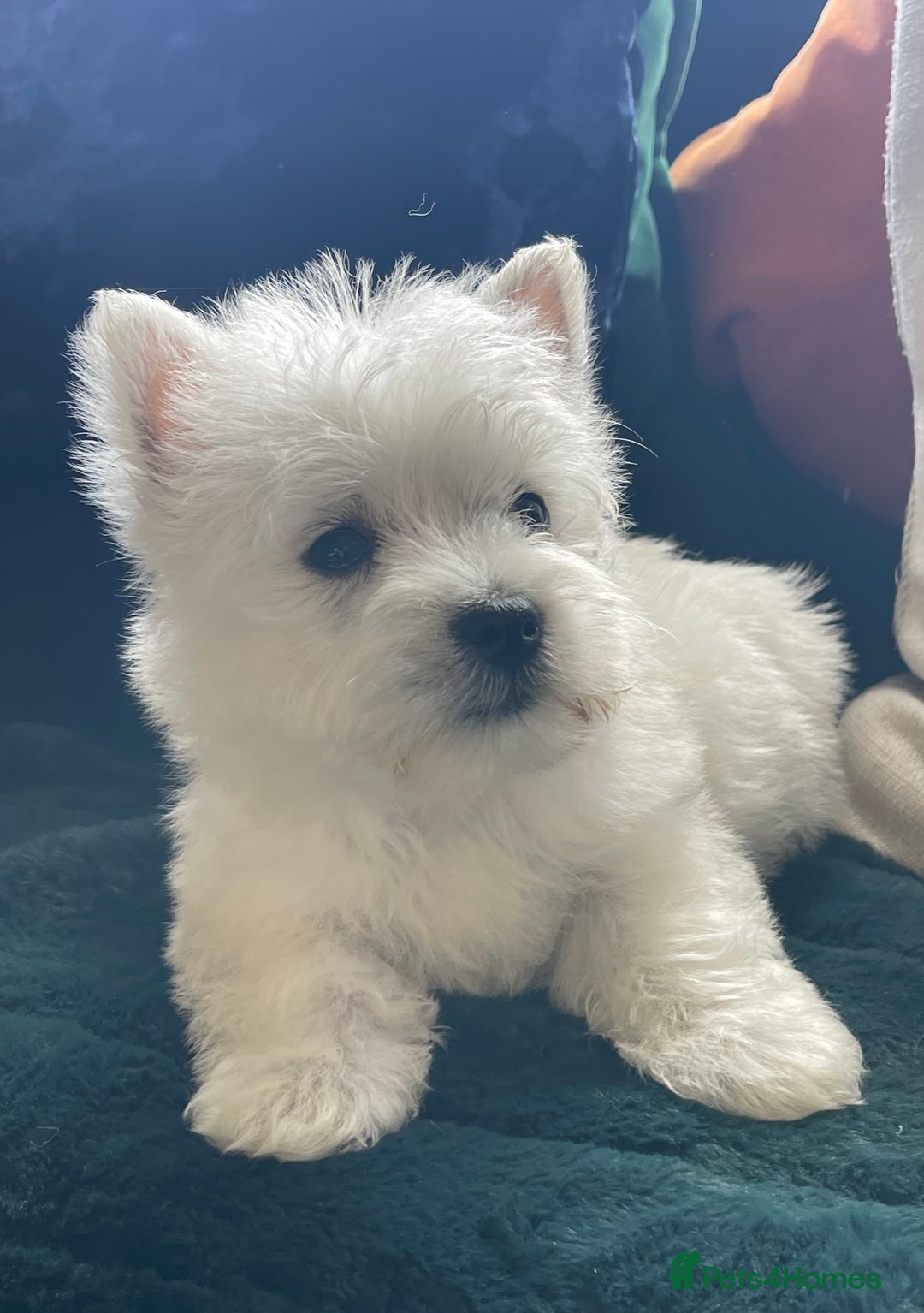 West Highland Terrier dogs for sale: KC registered west highland white puppues - Image 14