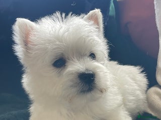 West Highland Terrier dogs - Advert 14