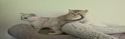 British Shorthair cats for sale: Beautiful British Shorthair Kittens - Advert 10