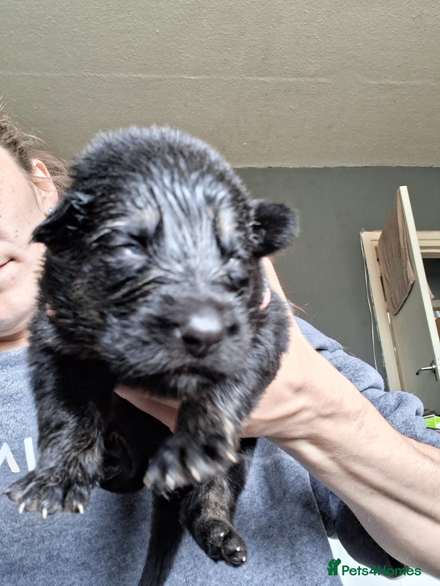 German Shepherd Puppy 1