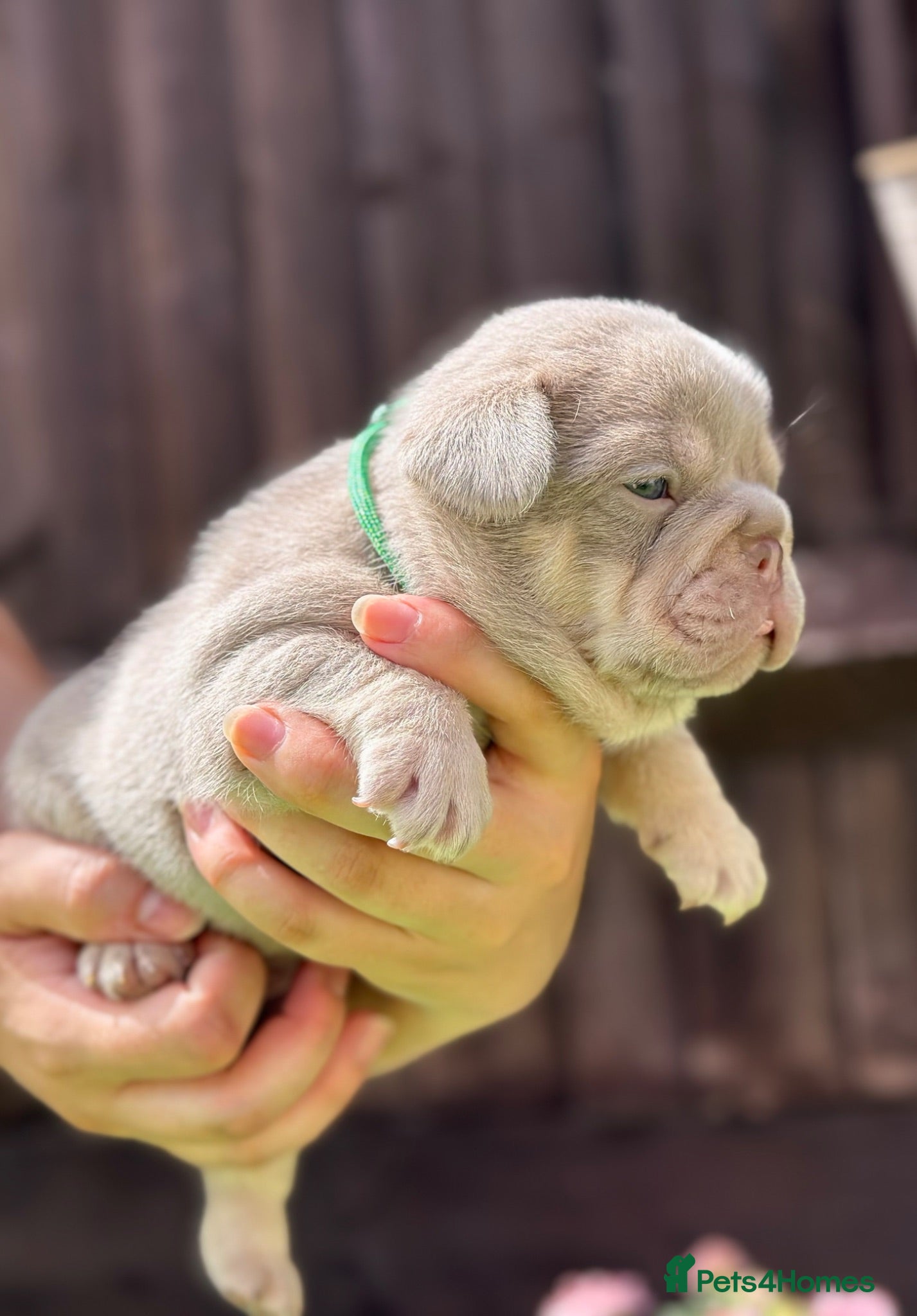 French Bulldog dogs KC French bulldog puppies highly healthed parents - Advert 2