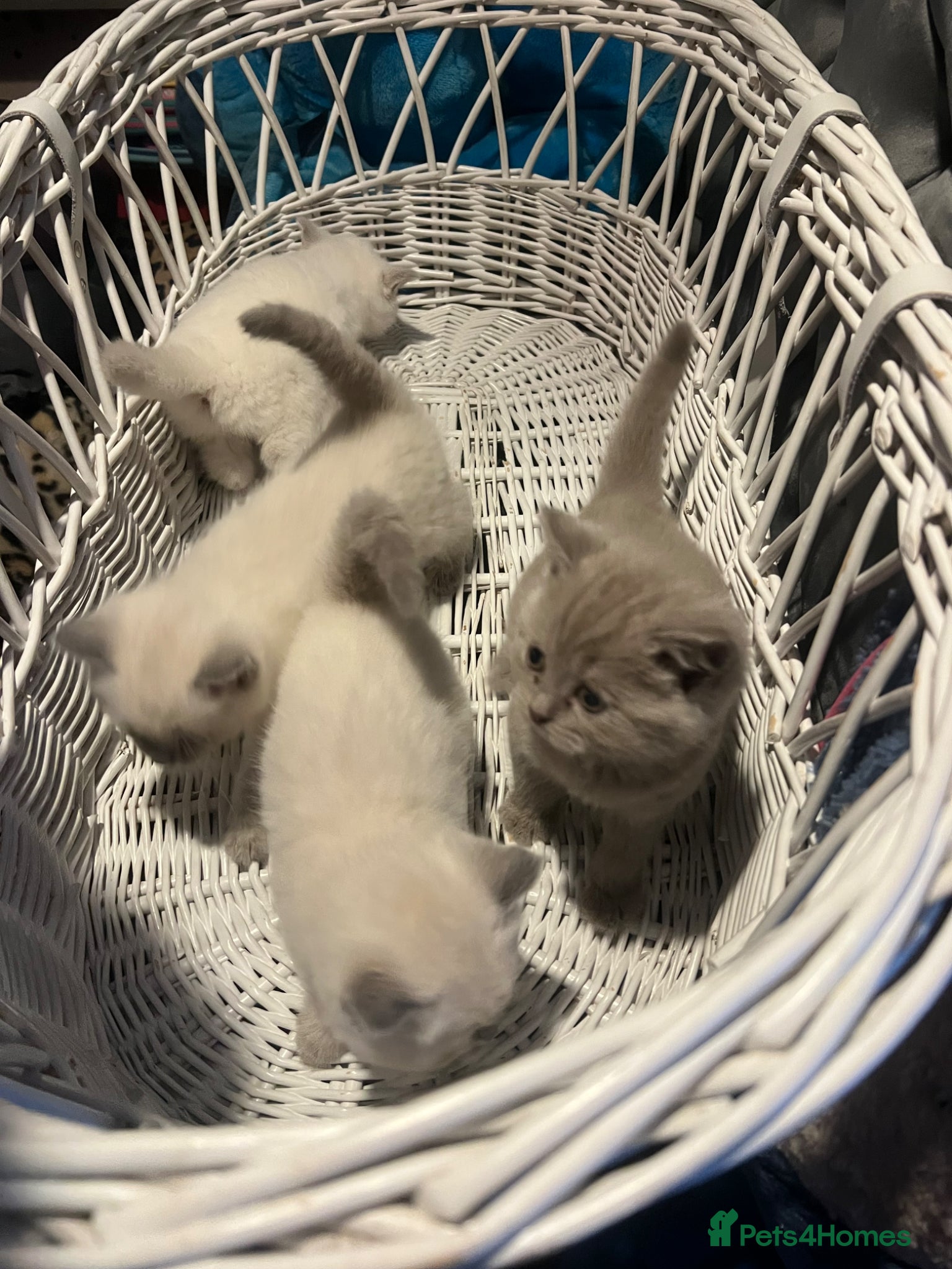 British Shorthair cats British short hair and Ragdoll Kittens  - Advert 1