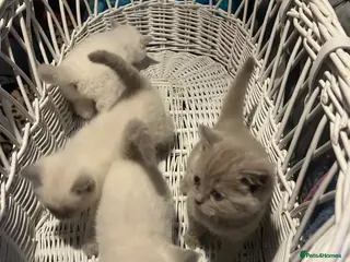 British Shorthair cats British short hair and Ragdoll Kittens - Advert 1