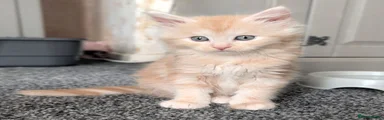 Maine Coon 3