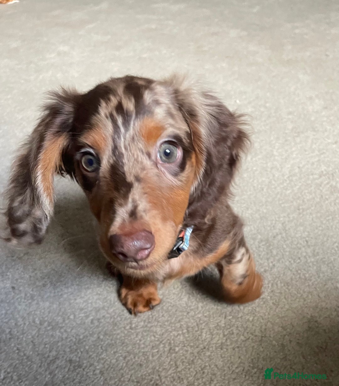 Dachshund dogs for sale: boy 12weeks old looking for forever home - Image 3
