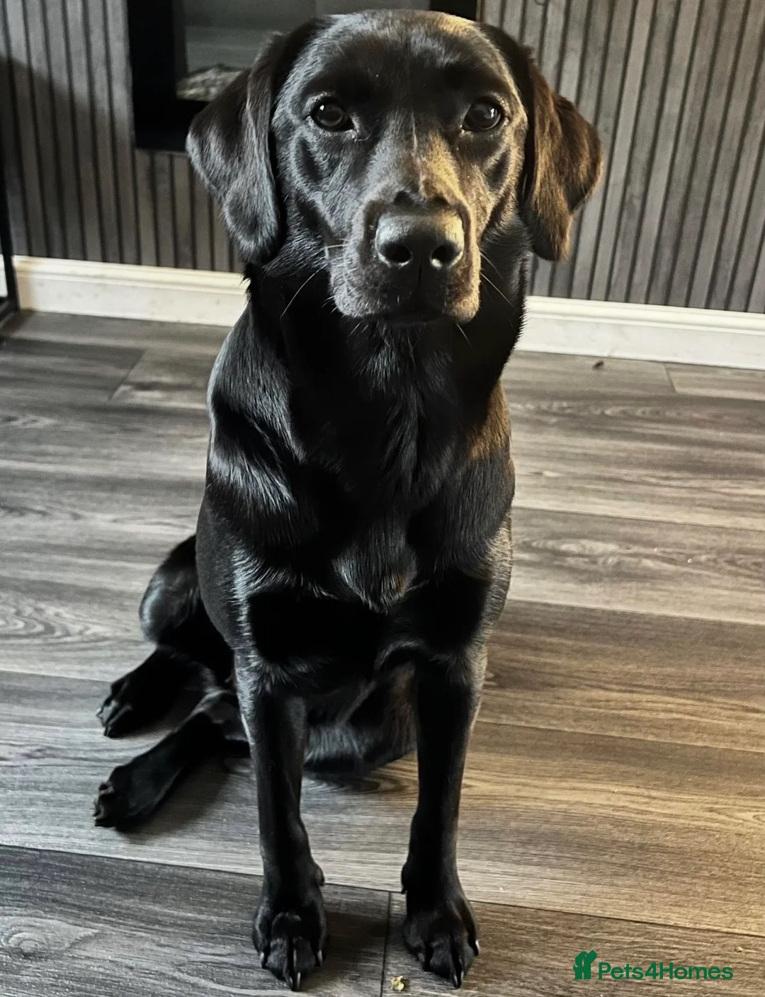 Labrador Retriever dogs for sale: KC REGISTERED BLACK LABRADOR in Manchester - Advert 16