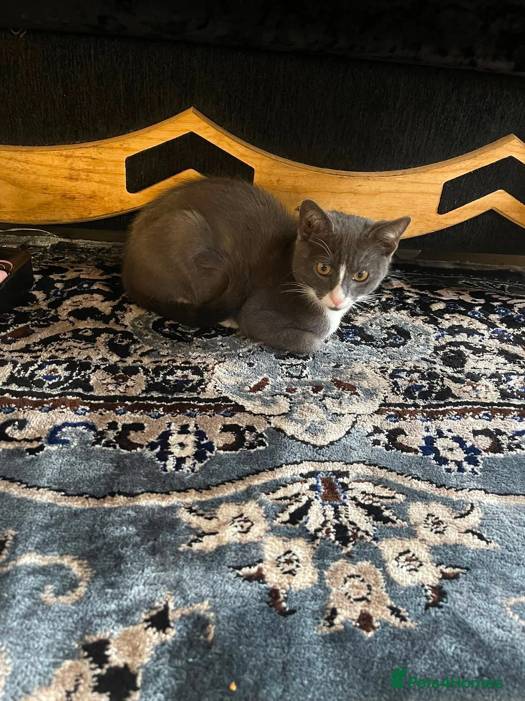 Mixed Breed cats for sale: Male kitten beautiful LIGHT GREY AND WHITE - Advert 2