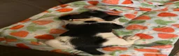 English Springer Spaniel dogs for sale: Springer Spaniel Puppies in Waterlooville - Advert 4