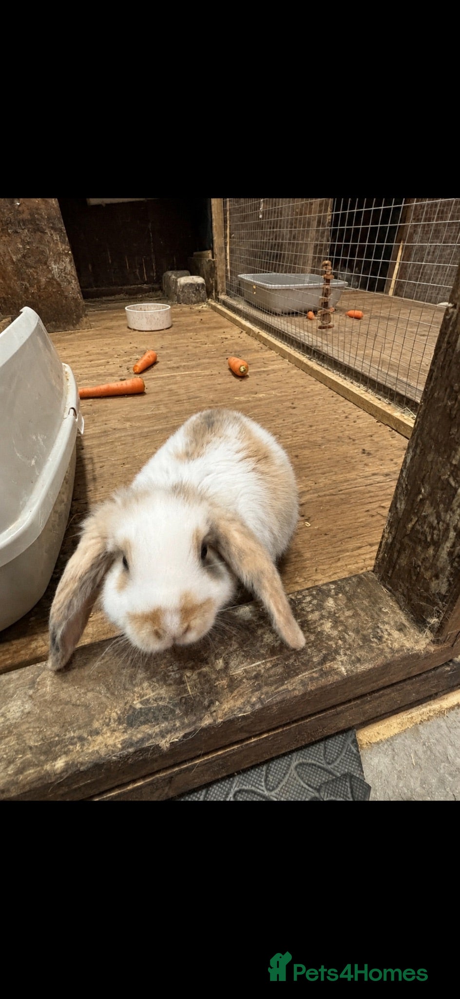 English Lop rabbits 1 male Lop eared rabbits ready now!  - Advert 10