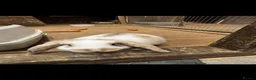 English Lop rabbits for sale: 1 male Lop eared rabbits ready now!  - Advert 1