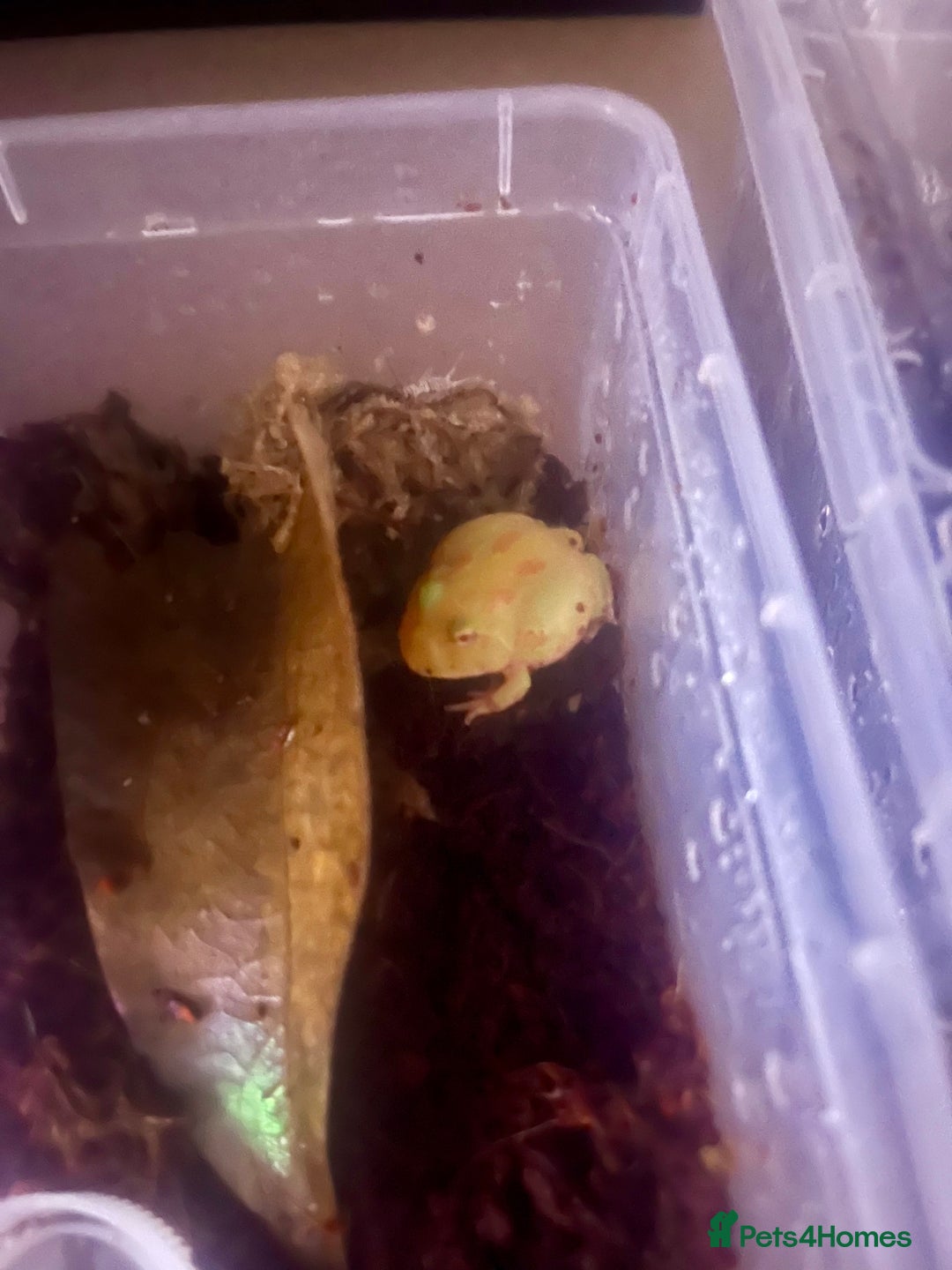 Frog reptiles for sale: Baby PAC Man frogs - Advert 3