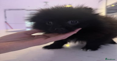 Pomeranian dogs Luv dug away for his final jab - Advert 8