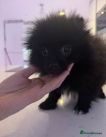 Pomeranian dogs Luv dug away for his final jab - Advert 4