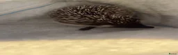 Pygmy Hedgehog rodents for sale: Pygmy hedgehog needs urgent rehoming  - Advert 1