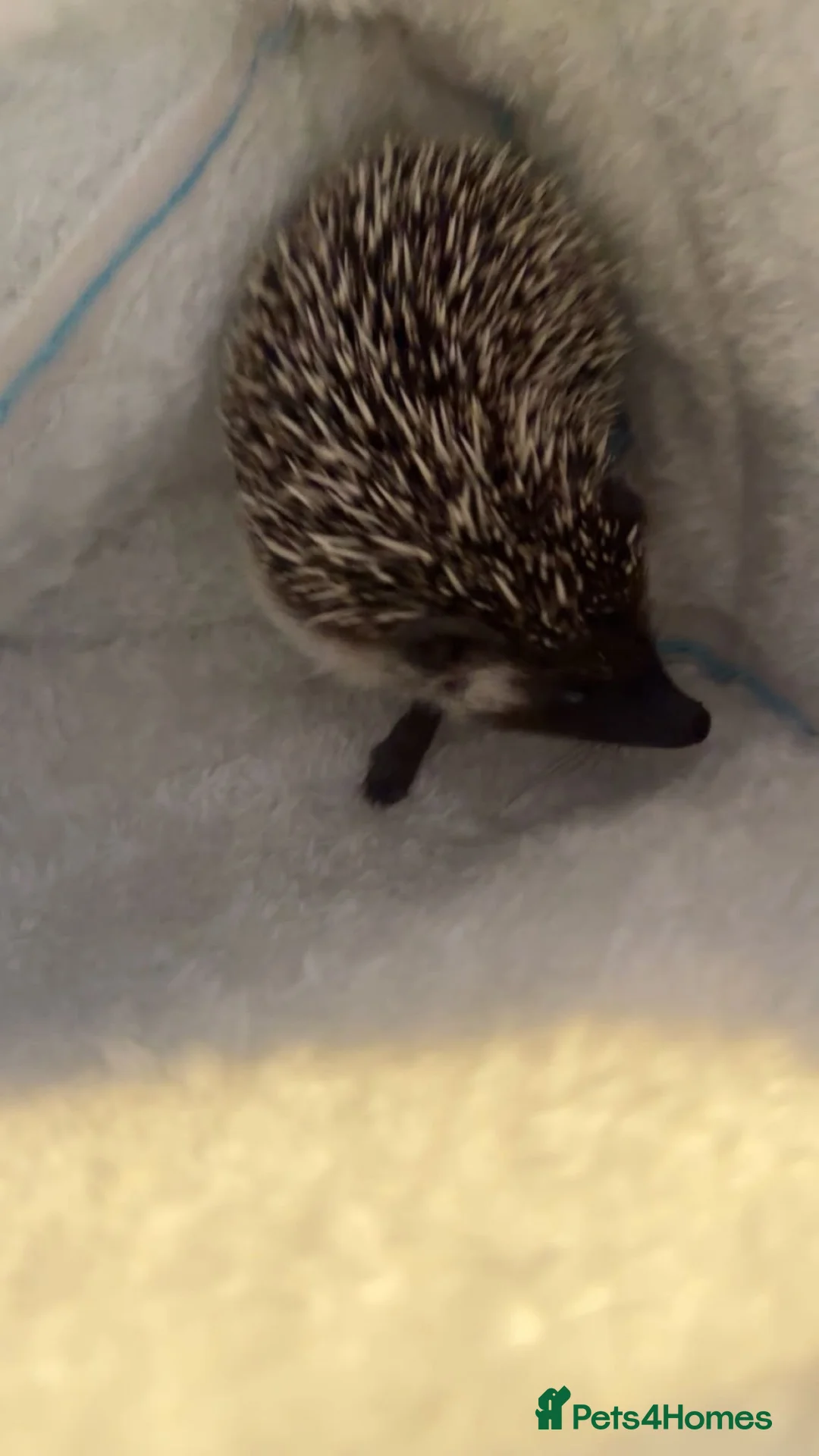 Pygmy Hedgehog rodents for sale: Pygmy hedgehog needs urgent rehoming  - Advert 1