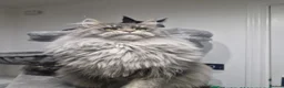 Maine Coon cats for sale: Maine coon kittens  - Advert 9