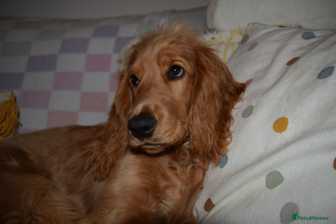 Cocker Spaniel dogs for sale: Golden girl show cocker spaniel - 7 months old  - Advert 3