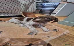 German Shorthaired Pointer dogs for sale: German shorthaired pointer puppies  - Image 7