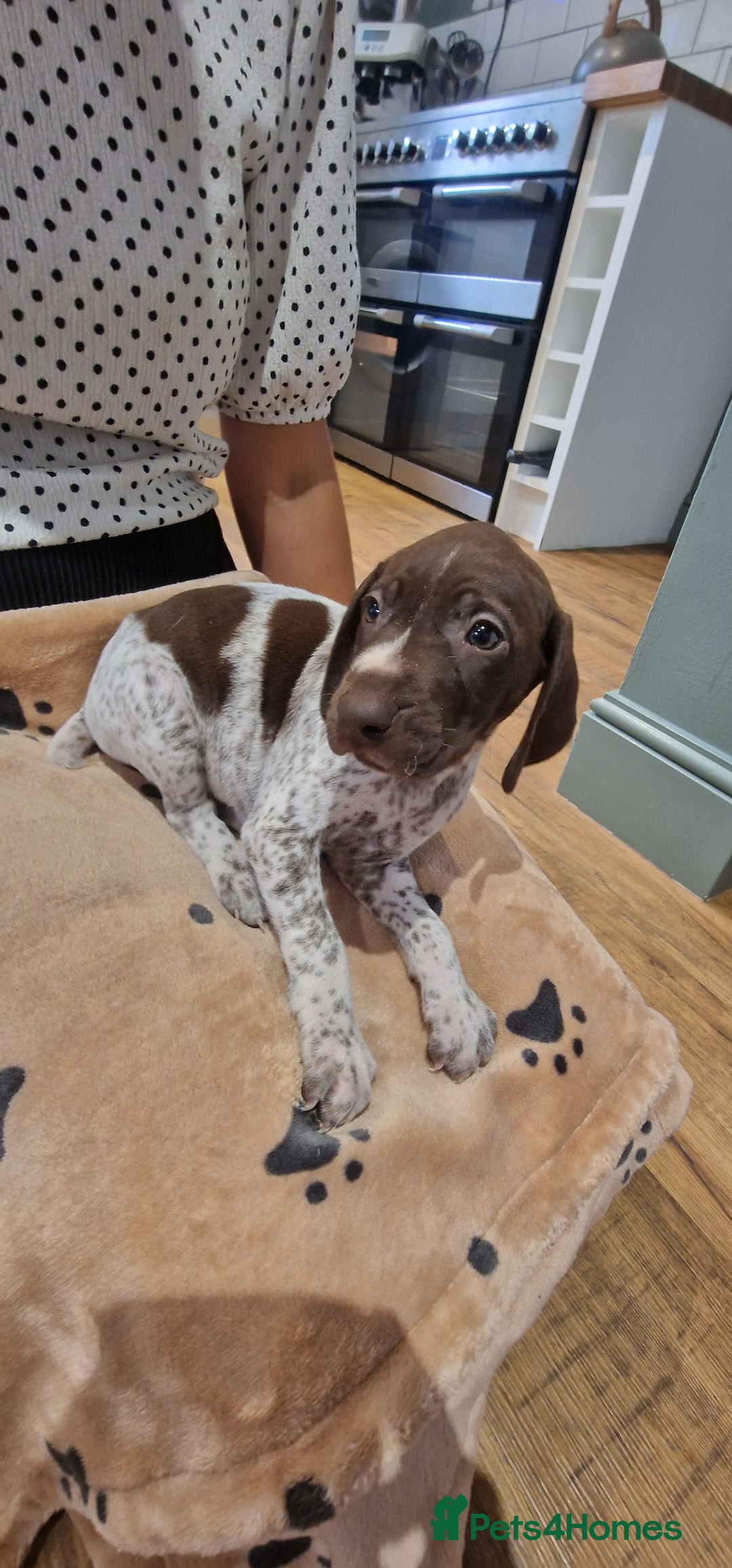 German Shorthaired Pointer dogs for sale: German shorthaired pointer puppies  - Image 7