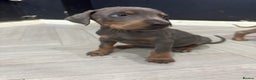 Dobermann dogs for sale: Ready to go Friday night  - Advert 19