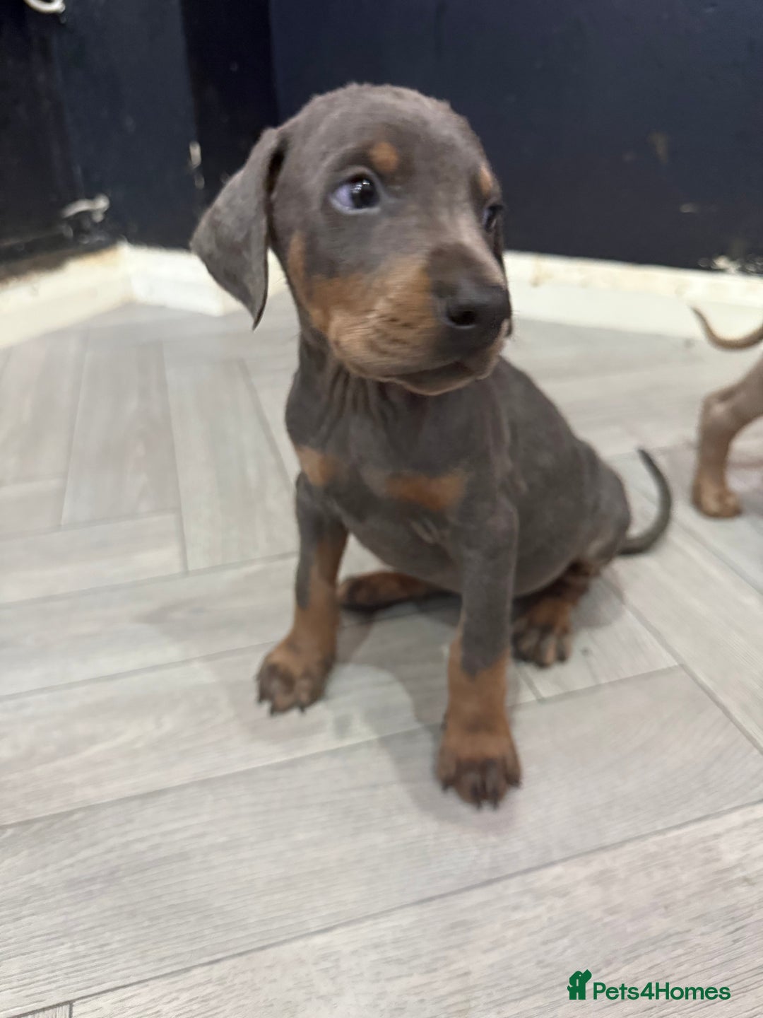 Dobermann dogs for sale: Ready to go Friday night  - Advert 19