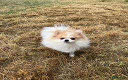 Pomeranian dogs for sale: Only one tiny Pom girl left in Ely - Image 9