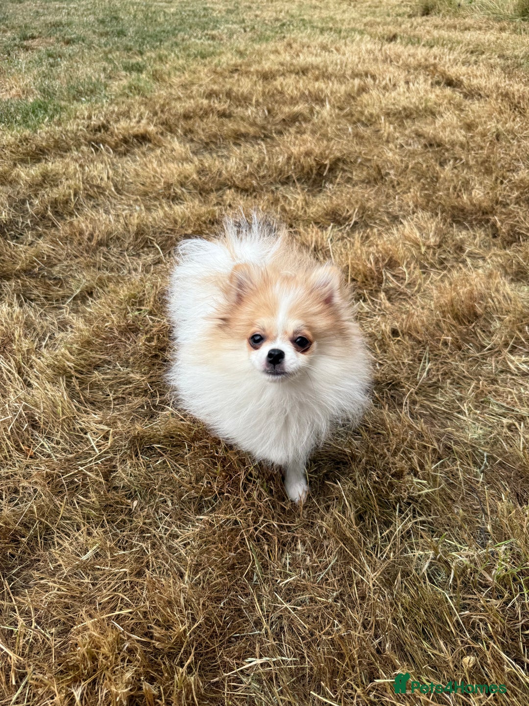 Pomeranian dogs for sale: Only one tiny Pom girl left in Ely - Image 9