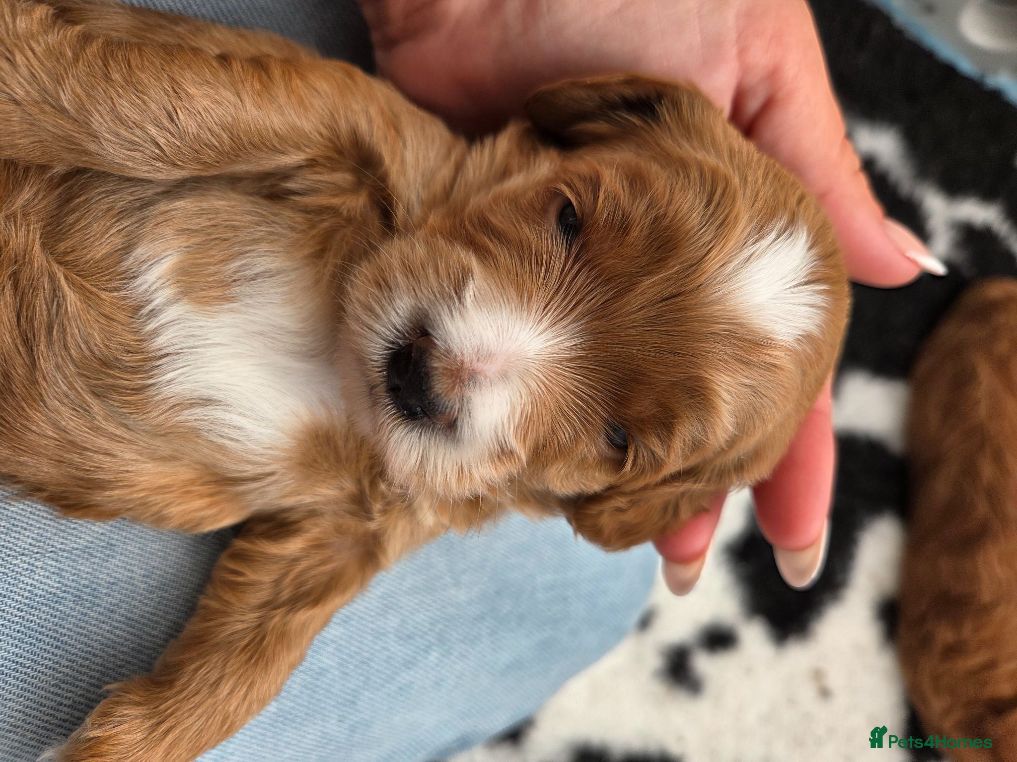 Mini Goldendoodle dogs Red and white tuxedo F1b miniature goldendoodles  - Advert 4