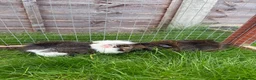 Guinea Pig rodents for sale: Baby guinea pigs! - Advert 7