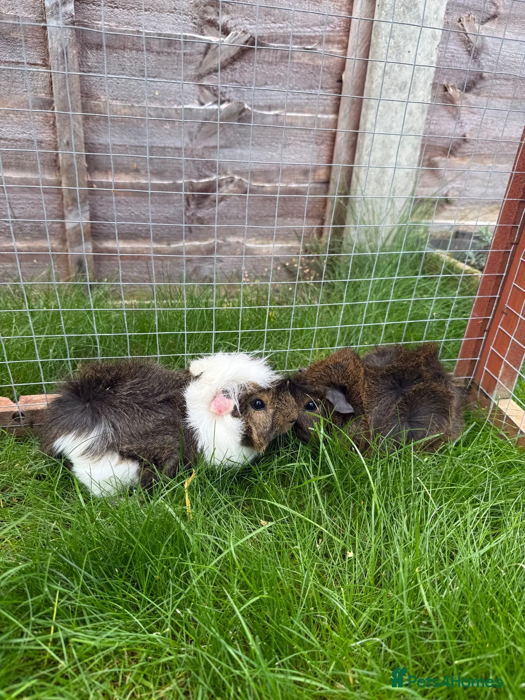 Guinea Pig rodents for sale: Baby guinea pigs! - Advert 7