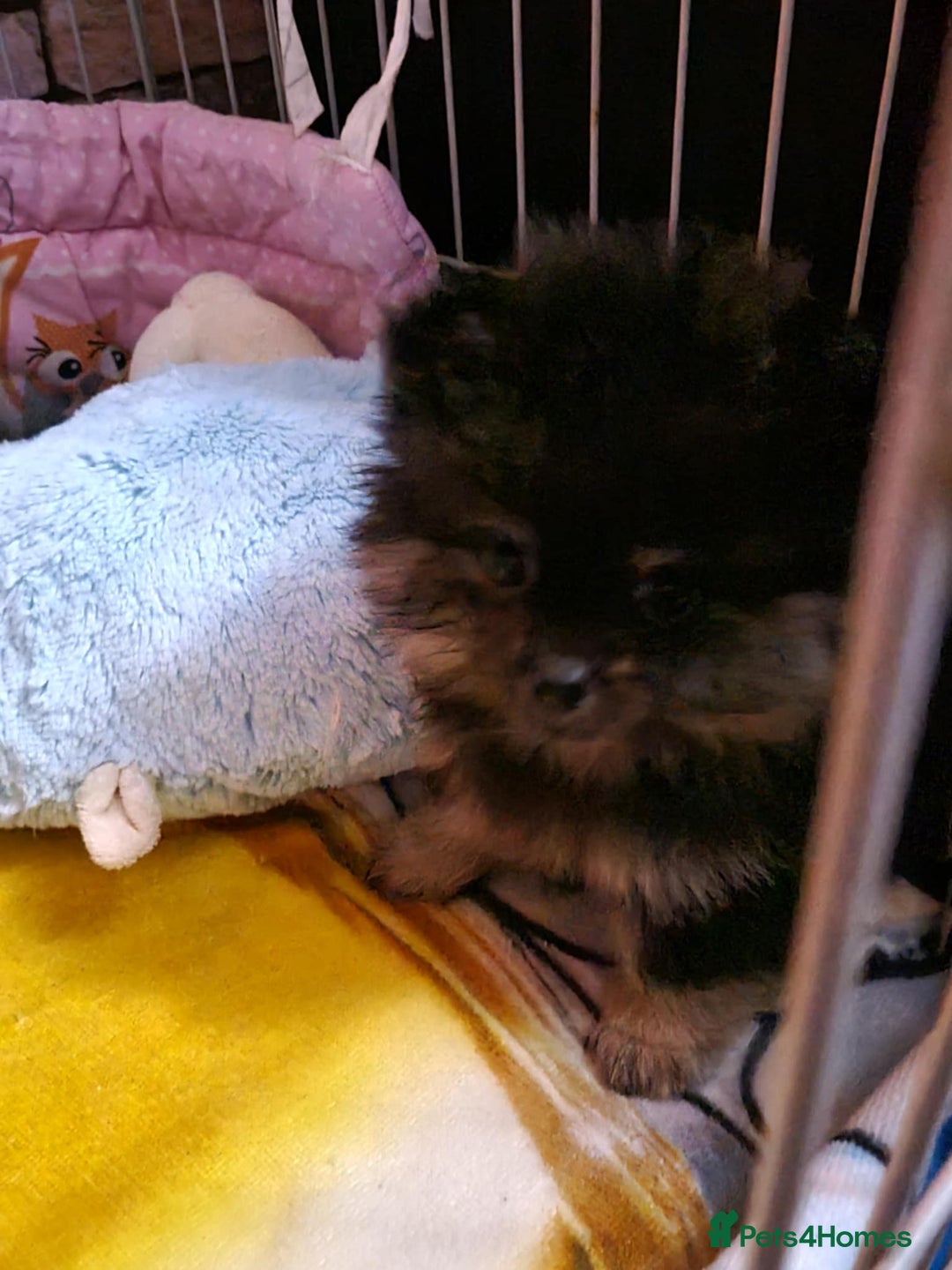 Pomeranian dogs for sale: 🐶 Sweet Black Pom Puppies, Ideal Family Friends - Advert 4