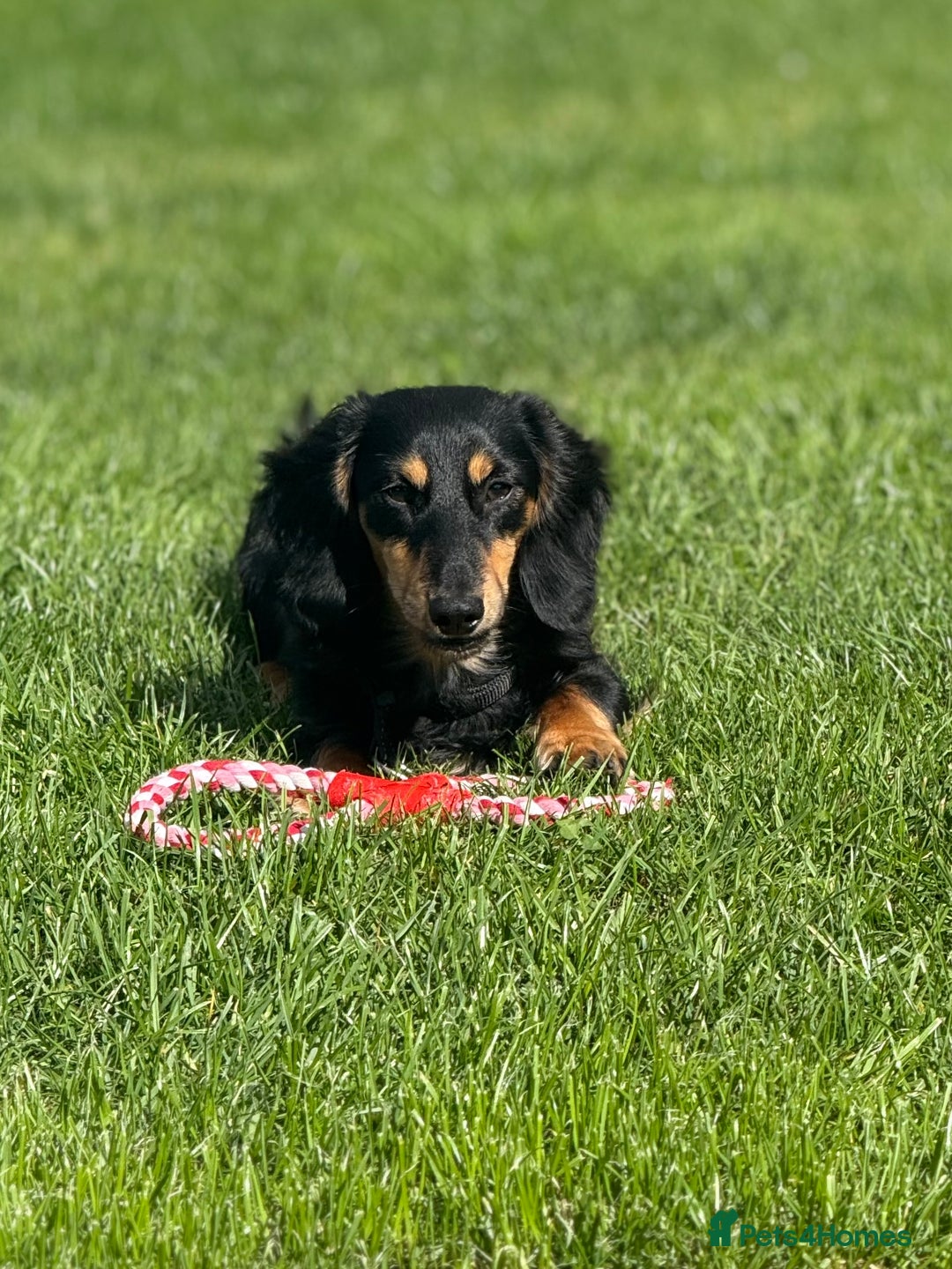 Miniature Dachshund dogs for sale: Miniature dachshunds  - Advert 2