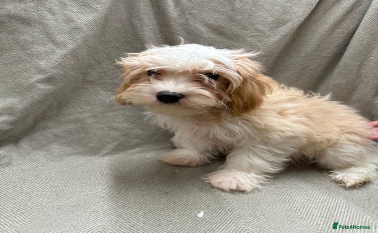 Cavapoo dogs Beautiful fully DNA tested Cavapoo's  - Advert 4