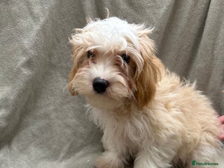 Cavapoo dogs Beautiful fully DNA tested Cavapoo's - Advert 6