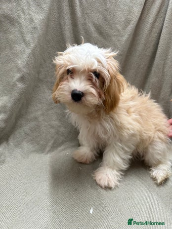 Cavapoo dogs Beautiful fully DNA tested Cavapoo's - Advert 2